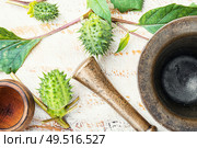 Datura stramonium or thorn-apple in herbal medicine. Datura in herbal medicine. Стоковое фото, агентство Ingram Publishing / Фотобанк Лори