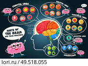 A vector illustration of infographic parts and functions of brain. Стоковая иллюстрация, агентство Ingram Publishing / Фотобанк Лори