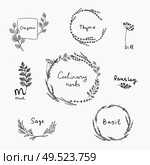 Hand drawn set of culinary herb. Basil and mint, rosemary and sage, thyme and parsley. Food design logo elements. Hand drawn set of culinary herb. Стоковая иллюстрация, агентство Ingram Publishing / Фотобанк Лори