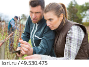 male and female workers inspecting grape vine. Стоковое фото, агентство Ingram Publishing / Фотобанк Лори