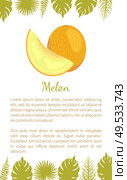 Melon exotic juicy stone fruit vector poster text sample and palm leaves. Tropical sweet edible, fleshy food, dieting veggies with vitamins, yellow dessert. Melon Exotic Juicy Stone Fruit Vector Poster Text. Стоковая иллюстрация, агентство Ingram Publishing / Фотобанк Лори