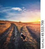 A dog purpose, vertical shot. Doubtful pup in front of a split country road, autumn sunset scene. Pet afterlife, crossroad concept choosing the way. Idyllic rural landscape and two dirt tracks. Стоковое фото, агентство Ingram Publishing / Фотобанк Лори