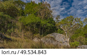 Madagascar landscape. A picturesque gray karst boulder in a meadow among tall yellowed grass. Thickets of green jungle trees in the distance. Blue sky, clouds. Tsingy De Bemaraha. Стоковое фото, фотограф Вера Ивановна Кубарева / Фотобанк Лори
