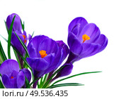 Blue crocuses flowers close up isolated on white background. Blue crocuses flowers. Стоковое фото, агентство Ingram Publishing / Фотобанк Лори
