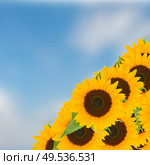 bight sunflowers on blue sky in sunny day. Стоковое фото, агентство Ingram Publishing / Фотобанк Лори