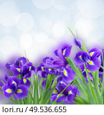blue  irises flower posy close up  isolated on white background. blue irise flowers close up. Стоковое фото, агентство Ingram Publishing / Фотобанк Лори