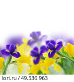 border of spring yellow daffodil and blue iris flowers over white background. yellow daffodil and blue iris flowers. Стоковое фото, агентство Ingram Publishing / Фотобанк Лори