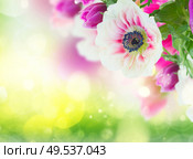 fresh anemone flowers isolated on green bokeh  background. Стоковое фото, агентство Ingram Publishing / Фотобанк Лори