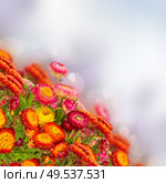 fresh Everlasting flowers garde on blue bokeh background. Everlasting flowers. Стоковое фото, агентство Ingram Publishing / Фотобанк Лори