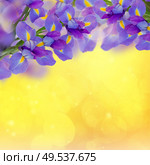 bouquet of irises on bright golden bokeh background. bouquet of irises. Стоковое фото, агентство Ingram Publishing / Фотобанк Лори