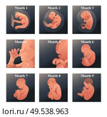A vector illustration of baby in womb series. Стоковая иллюстрация, агентство Ingram Publishing / Фотобанк Лори
