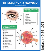 Eye care poster with human eye anatomy symbols flat vector illustration. Стоковая иллюстрация, агентство Ingram Publishing / Фотобанк Лори