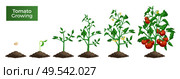 Tomato plant growth stages set of isolated realistic images with seed sprout mature plant and text vector illustration. Стоковая иллюстрация, агентство Ingram Publishing / Фотобанк Лори