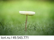 Lonely mushroom in the dew on a green lawn in the autumn. Стоковое фото, агентство Ingram Publishing / Фотобанк Лори