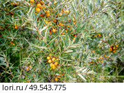 Buckthorn bush with healthy yellow cherry berries on a branch with green leaves neart the sea. Стоковое фото, агентство Ingram Publishing / Фотобанк Лори