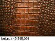 Close up exotic crocodile leather texture, natural animal skin pattern for luxury product design, high resolution background for fashion, handbags, shoes, accessories. Стоковое фото, фотограф Павел Муравьев / Фотобанк Лори