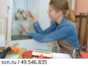 concept of pet grooming tools. Стоковое фото, агентство Ingram Publishing / Фотобанк Лори