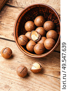 Organic macadamia nut on old wooden table. Macadamia nuts in shell. Стоковое фото, агентство Ingram Publishing / Фотобанк Лори