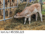young calf of Swiss cattle breed. Стоковое фото, фотограф Ольга Сейфутдинова / Фотобанк Лори
