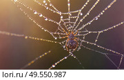 A beautiful spider and a web decorated with dew drops that shimmer in the sun, creating a glow effect. The background of the image is blurred, in a warm golden pink color scheme. Стоковое AI-изображение, AI-художник Photojuli / Фотобанк Лори