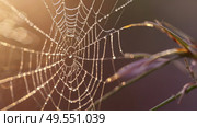 A beautiful spider and a web decorated with dew drops that shimmer in the sun, creating a glow effect. The background of the image is blurred, in a warm golden pink color scheme. Стоковое AI-изображение, AI-художник Photojuli / Фотобанк Лори