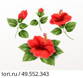 Set is beautiful hibiscus flower, buds and leaves isolated on white background. Exotic tropical plant realistic vector illustration EPS10. Set is beautiful hibiscus flower, buds and leaves isolated on white background. Exotic tropical plant realistic vector illustration. Стоковая иллюстрация, агентство Ingram Publishing / Фотобанк Лори