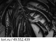 Summer flat lay scenery with tropical Minamalist black leaves background. Summer flat lay scenery. Стоковое фото, агентство Ingram Publishing / Фотобанк Лори