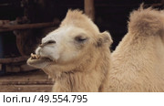 Group of bactrian camels gathered in wooden enclosure. Стоковое видео, видеограф Дмитрий Наумов / Фотобанк Лори