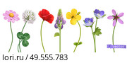 Wildflowers. 3d realistic vector icon set. Стоковая иллюстрация, агентство Ingram Publishing / Фотобанк Лори
