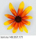 Colorful yellow echinacea on transparent background. Vector Illustration. EPS10. Colorful yellow echinacea on transparent background. Vector Illustration. Стоковая иллюстрация, агентство Ingram Publishing / Фотобанк Лори