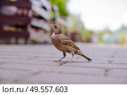 Самка домового воробья (passer domesticus) сидит на дорожке парка и смотрит в левый верхний угол кадра (крупный план) Стоковое фото, фотограф Александр Ермулин / Фотобанк Лори