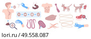 Helminth intestinal parasitic worms infecting dogs human gastrointestinal tract life cycle flat elements set isolated vector illustration. Стоковая иллюстрация, агентство Ingram Publishing / Фотобанк Лори