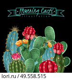 Flowering cacti colorful botanical composition on black background including gymnocalycium and pin cushion cactus vector illustration. Стоковая иллюстрация, агентство Ingram Publishing / Фотобанк Лори