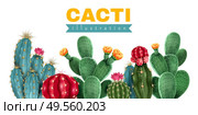 Cacti colored background demonstrated collection of blooming cactuses with pink red and yellow flowers vector illustration. Стоковая иллюстрация, агентство Ingram Publishing / Фотобанк Лори