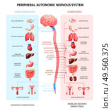 Human peripheral autonomic nervous system with sympathetic spinal cord neurons signal communication realistic colorful scheme vector illustration. Стоковая иллюстрация, агентство Ingram Publishing / Фотобанк Лори