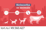 Intestinal parasitic worms in animals flat info poster with infected mouse cat dog cow background vector illustration. Стоковая иллюстрация, агентство Ingram Publishing / Фотобанк Лори