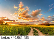 Spring colorful cloud sunset over colza field. Rural dirt road on blossom canola farm. Oilseed blooming. Belarus agriculture. . Стоковое фото, агентство Ingram Publishing / Фотобанк Лори
