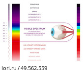 Prism light spectrum infographics with vertical color palette and human eye image with range and text vector illustration. Стоковая иллюстрация, агентство Ingram Publishing / Фотобанк Лори