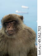 Barbary macaque in Gibraltar, Gibraltar (British Overseas Territories) Стоковое фото, фотограф Елена  Попкова / Фотобанк Лори