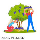 Man and woman gathering grapes on vineyard plantation isolated cartoon people. Vector viticulture and winemaking industry, male and female farmers gather crops. Man and Woman Gathering Grapes Vineyard Plantation. Стоковая иллюстрация, агентство Ingram Publishing / Фотобанк Лори