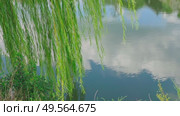 Himeji, Japan - Sep 24 2024, 4k, panoramic view of the foliage of a weeping willow hanging over the mirrored water, which reflects the cloudy sky, calm and peaceful, at daytime, Himeji, Japan. Стоковое видео, видеограф Сергей Богомяко / Фотобанк Лори