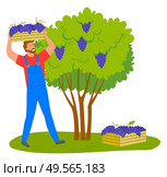 Man gathering grapes on vineyard plantation isolated cartoon person. Vector viticulture and winemaking industry, male farmer gather crops in wooden containers. Man Gathering Grapes Vineyard Plantation Isolated. Стоковая иллюстрация, агентство Ingram Publishing / Фотобанк Лори