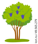 Grapes growing on green bunch with fresh vibrant leaves. Vector juicy fruit, winemaking and viticulture industry. Grapevine plant with sweet purple desserts. Grapes Growing on Green Bunch Fresh Vibrant Leaves. Стоковая иллюстрация, агентство Ingram Publishing / Фотобанк Лори