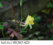 Желтая аквилегия (Aquilegia, Aquilina Bubani) и  насекомое, собирающее нектар в саду. Стоковое фото, фотограф Лариса Веселова / Фотобанк Лори