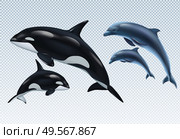 Couples dolphin and killer whale realistic transparent icon set parent and baby vector illustration. Стоковая иллюстрация, агентство Ingram Publishing / Фотобанк Лори
