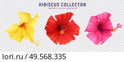 Realistic hibiscus color set with colourful images of blossom flowers isolated on transparent background with text vector illustration. Стоковая иллюстрация, агентство Ingram Publishing / Фотобанк Лори