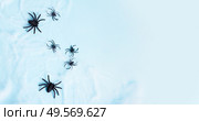 Halloween flat lay banner on blue background with spiders. Halloween scene on orange background. Стоковое фото, агентство Ingram Publishing / Фотобанк Лори