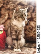 Playful Tabby Cat Sitting Gracefully on an Ornate Patterned Couch in Warm Light. Стоковое фото, фотограф Aleksandr Golubev / Фотобанк Лори