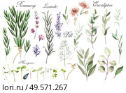 Bright Watercolor set with herbs. Illustration. Bright Watercolor set with herbs. . Стоковое фото, агентство Ingram Publishing / Фотобанк Лори