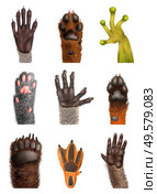 Realistic set of animal bear frog cat monkey penguin racoon koala fox dog paws with claws isolated on white background vector illustration. Стоковая иллюстрация, агентство Ingram Publishing / Фотобанк Лори
